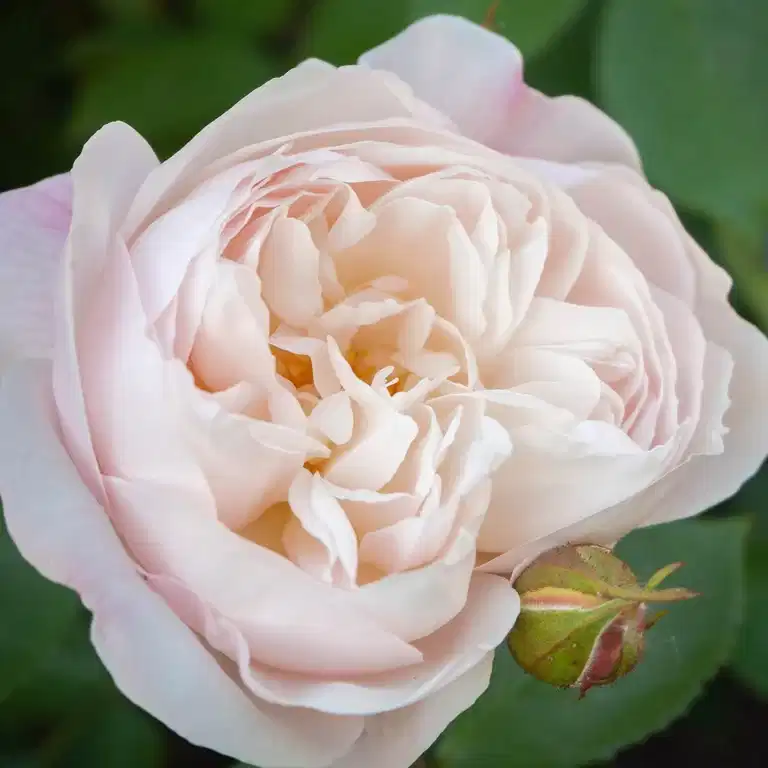 Klasblommig ros SIRIUS