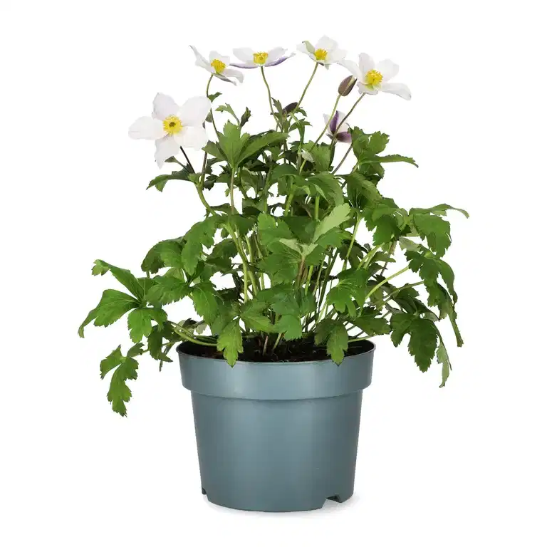 Hybridanemon WILD SWAN