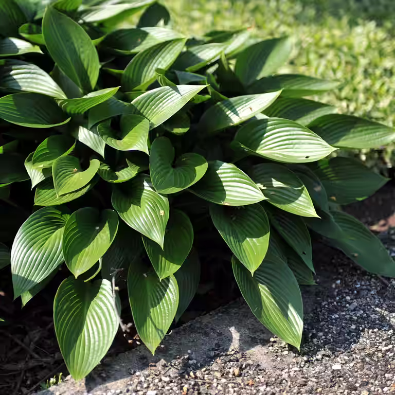 Blåfunkia 'Devon Green'