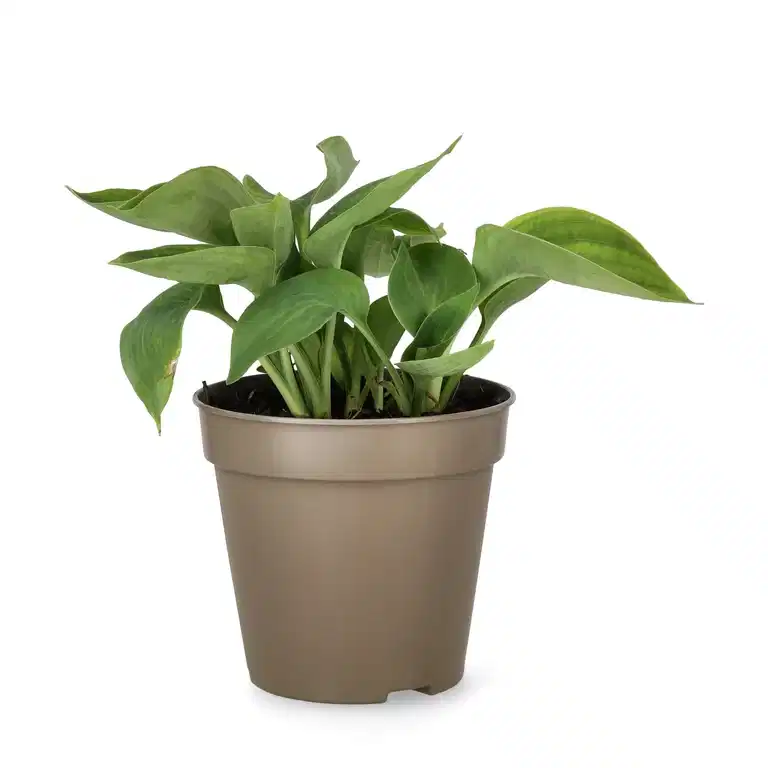 Funkia 'Abiqua Drinking Gourd'