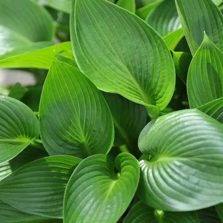 Hosta 'Devon Green' 19cm
