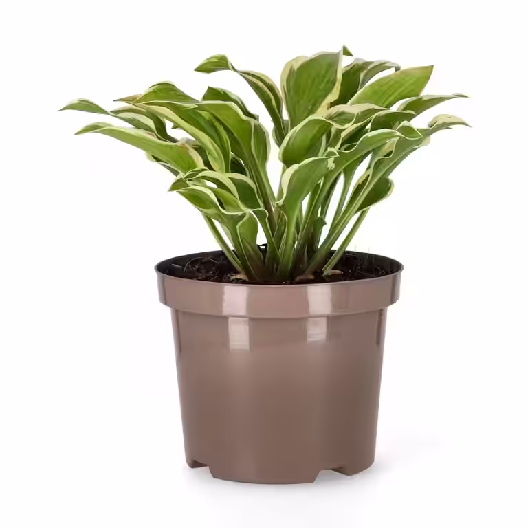 Funkia 'Queen Josephine'