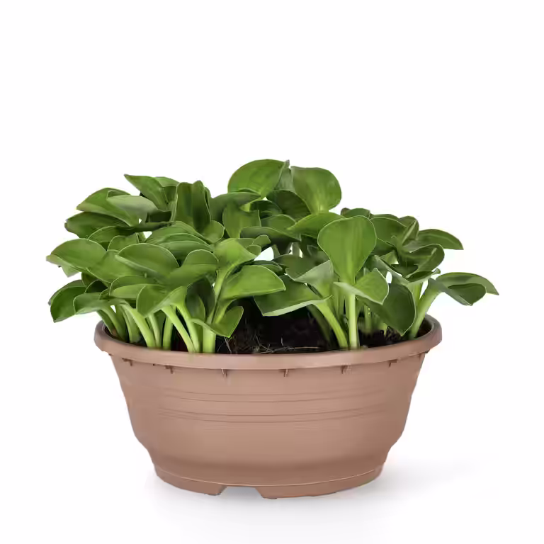 Funkia 'Blue Mouse Ears'