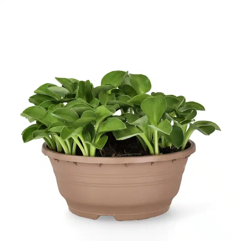 Hosta 'Blue Mouse Ears' Bowl 23cm