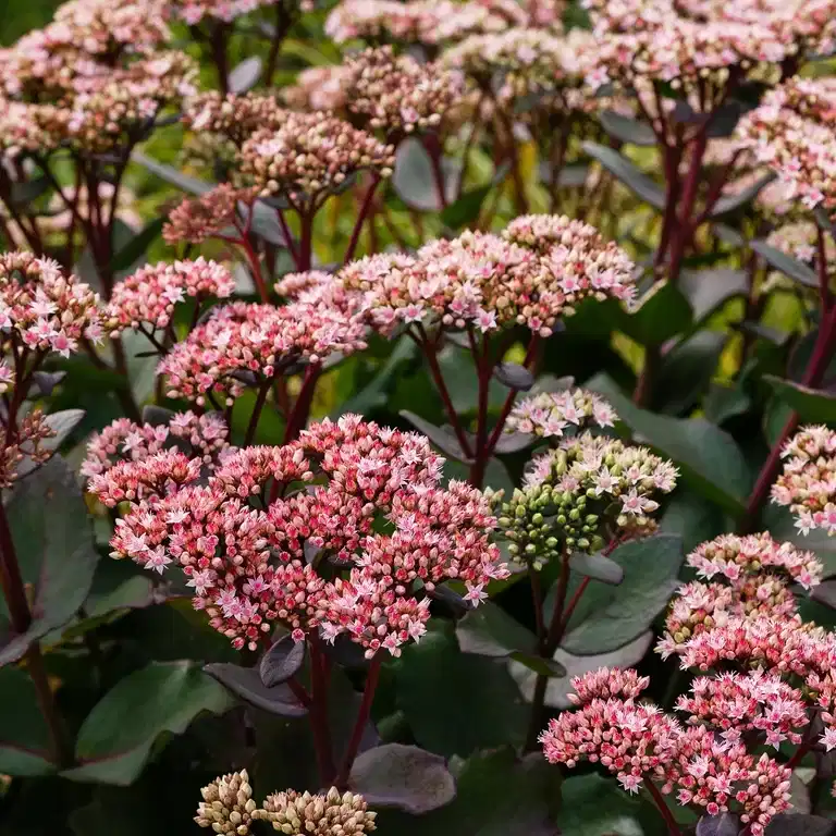 Kärleksört 'Hot Rose Dark Stems'
