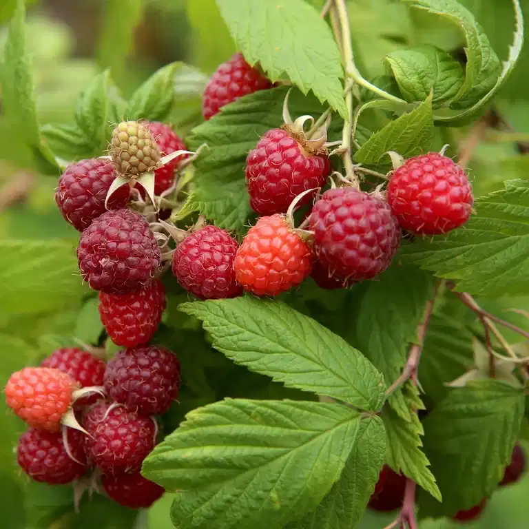 Trädgårdshallon MORMORSHALLON