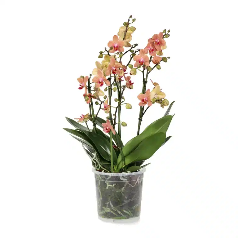 Phalaenopsis 'Duetto Multi'