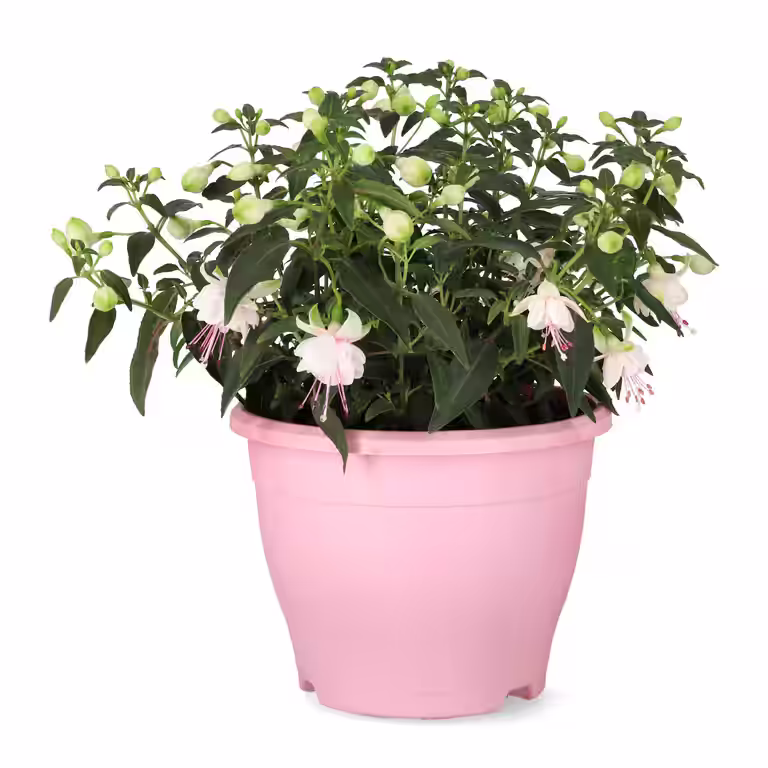 Fuchsia 'Bella'