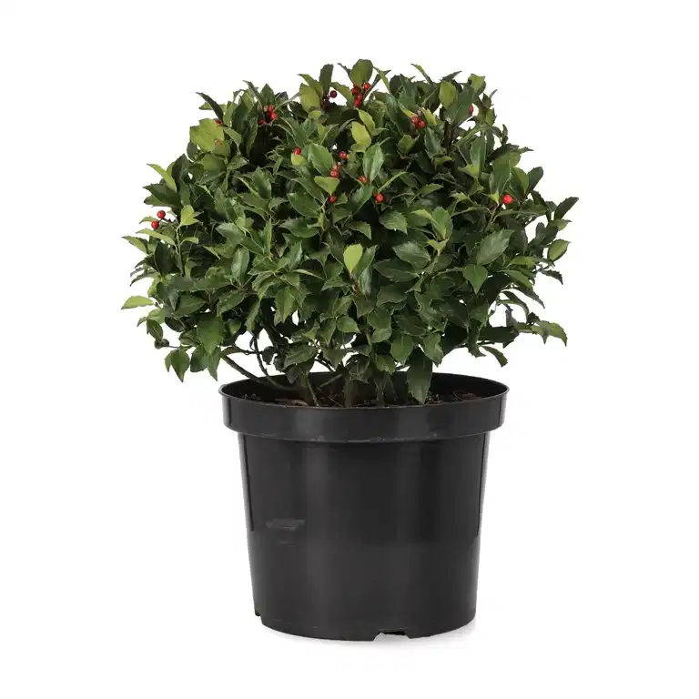 Blå järnek BLUE MAID