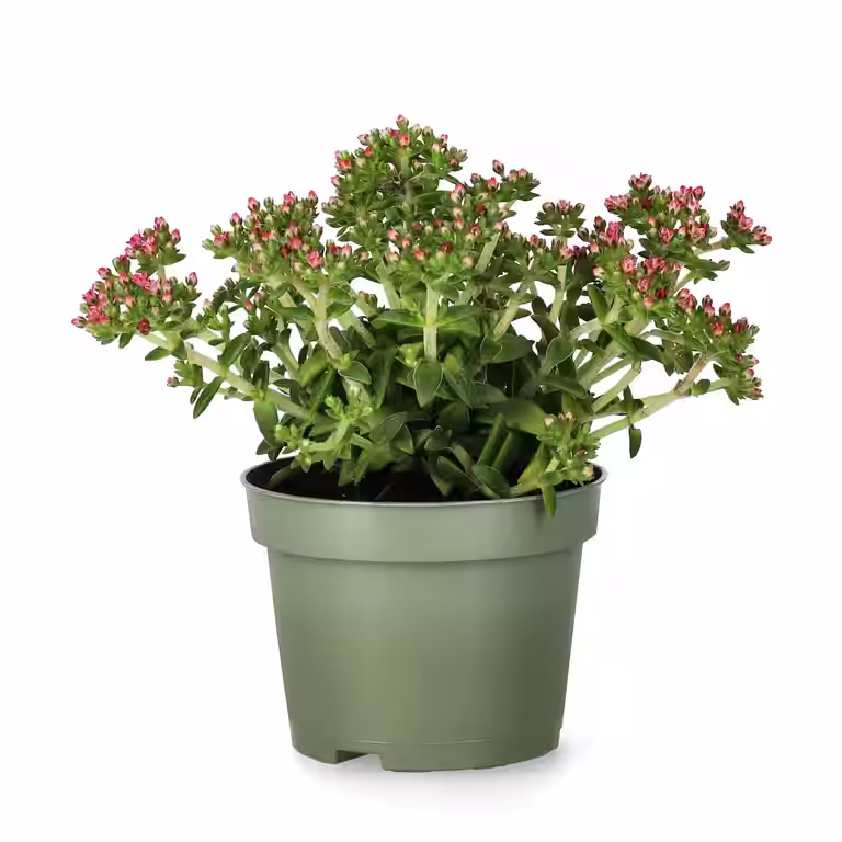 Dvärgkrassula