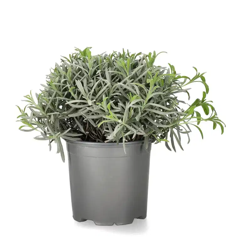 Lavandula officinalis 14 cm