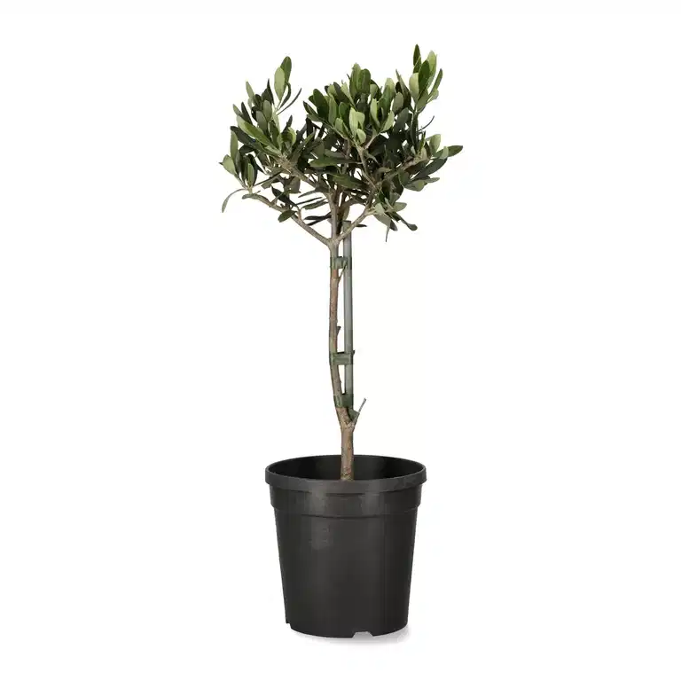 Olea europaea stem 14 cm