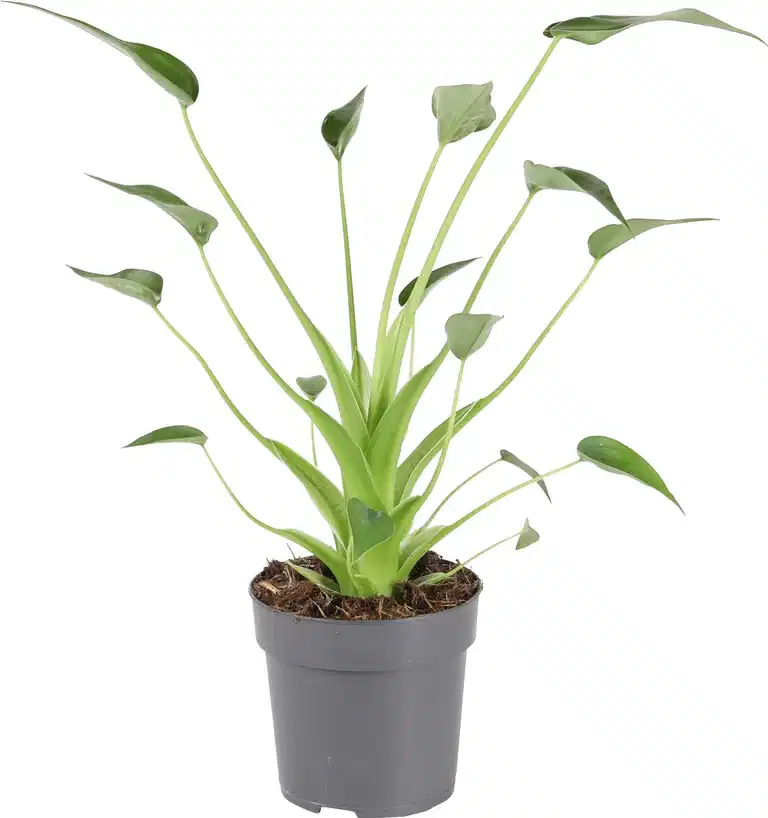 Alokasia 'Tiny Dancer'