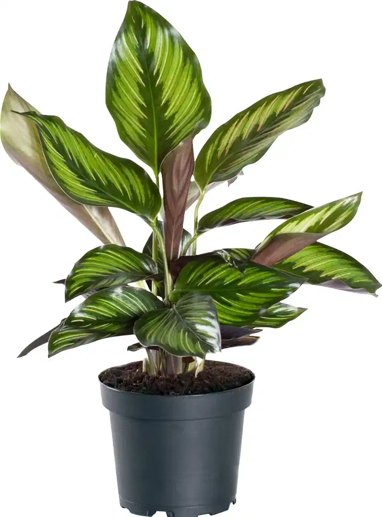 Kalatea 'Beauty Star'