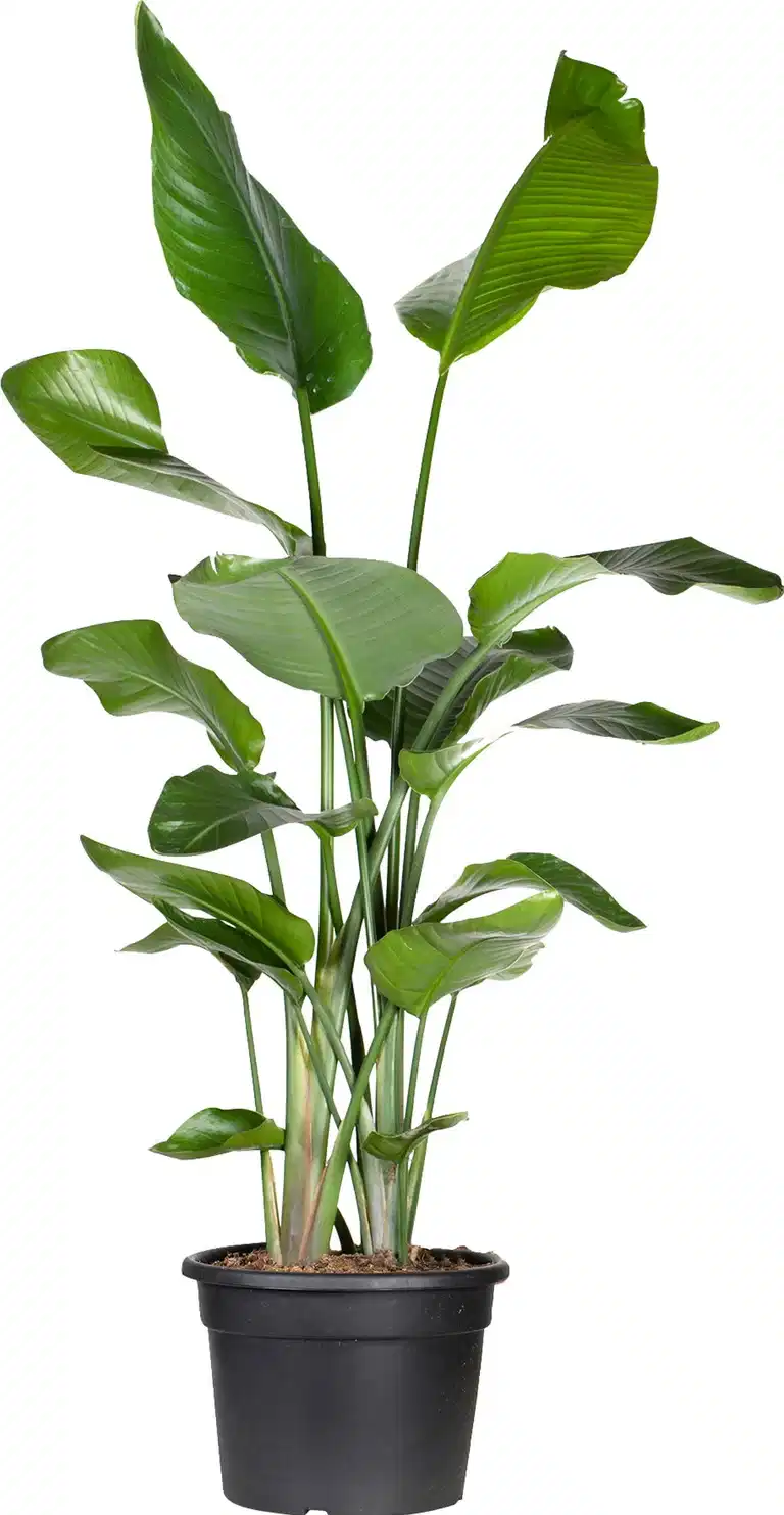 Strelitzia nicolai 27 cm