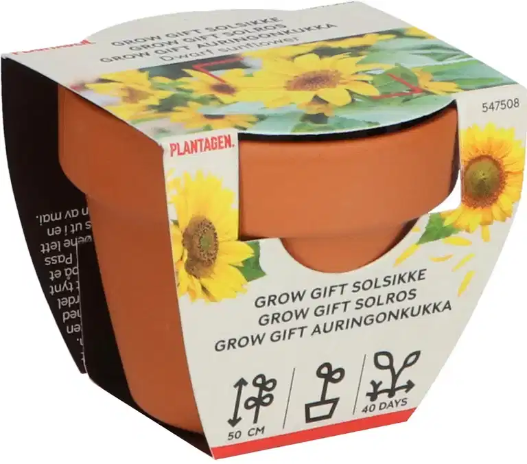 Odlingsset Solrosor Grow gifts