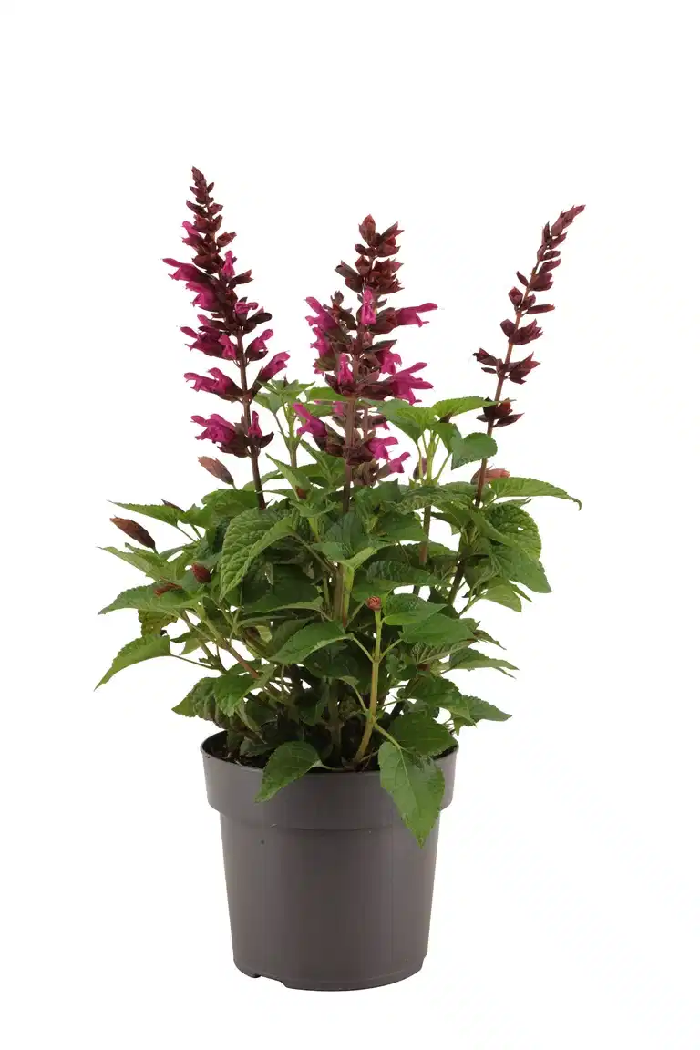 Salvia 'Strawberry Lake' 17 cm