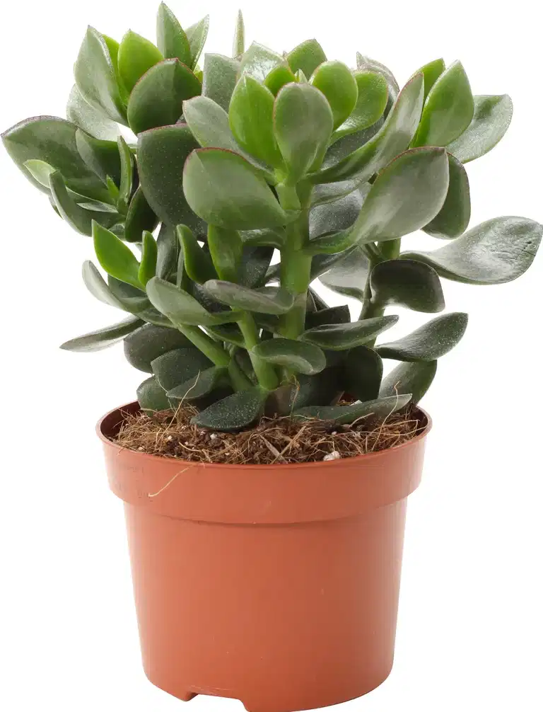 Crassula ovata Hulk 12 cm