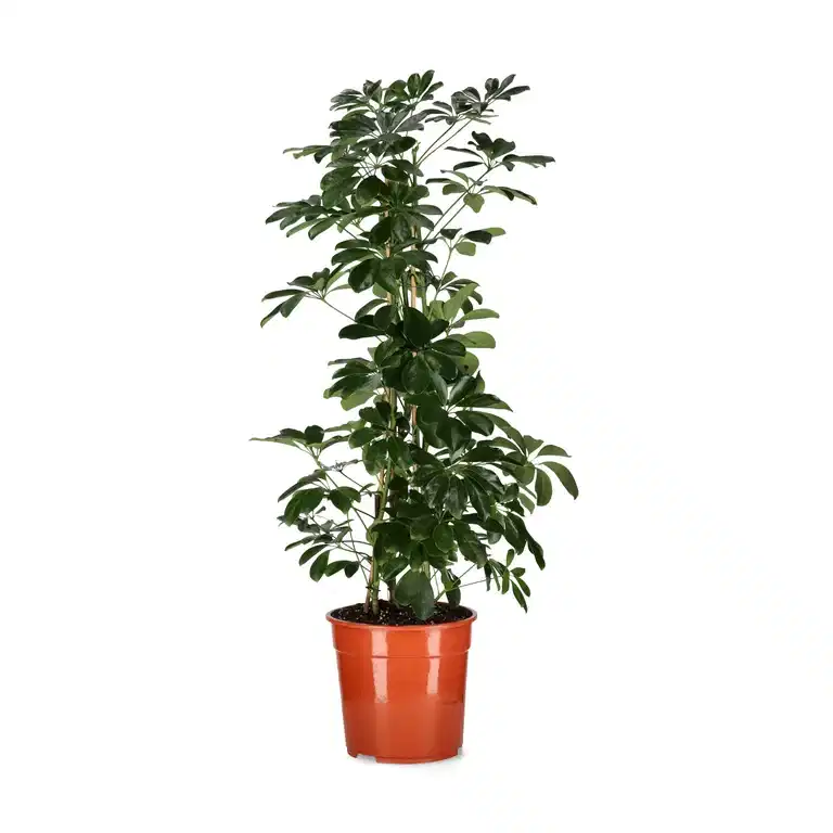 Paraplyaralia 'Compacta'