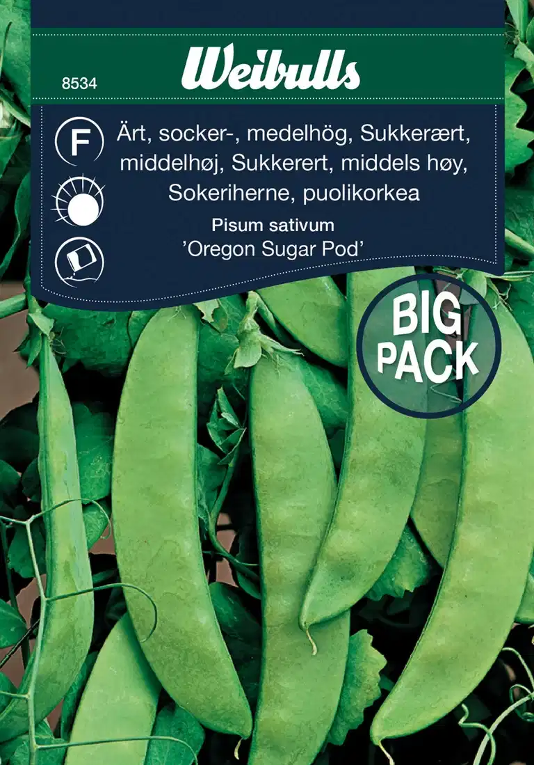 Sockerärt 'Oregon Sugar Pod'