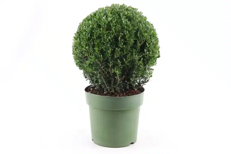 Ilex crenata 'Jenny' 25cm ball 21cm