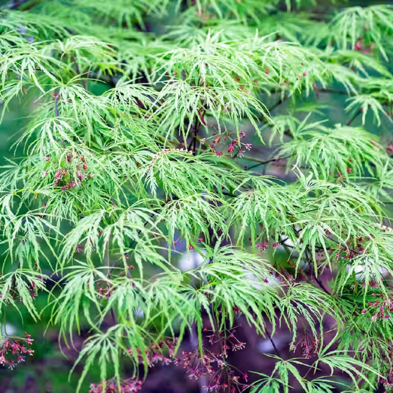 Flikbladig japansk lönn 'Dissectum'