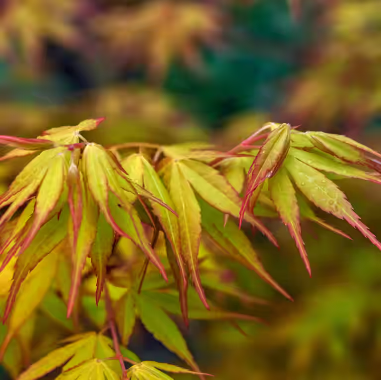Japansk lönn 'Katsura'