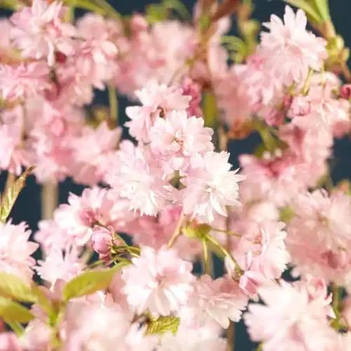 Prunus ser. 'Kiku-Shidare-Zakura' stem 120cm 12L