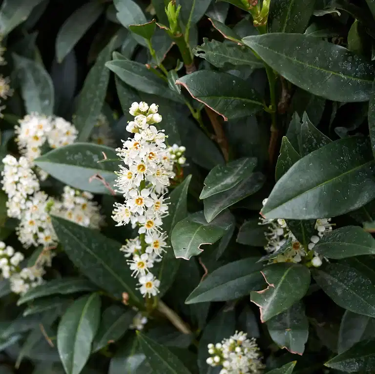 Lagerhägg 'Otto Luyken'