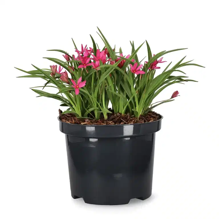 Rosenblund 'Fairytale'