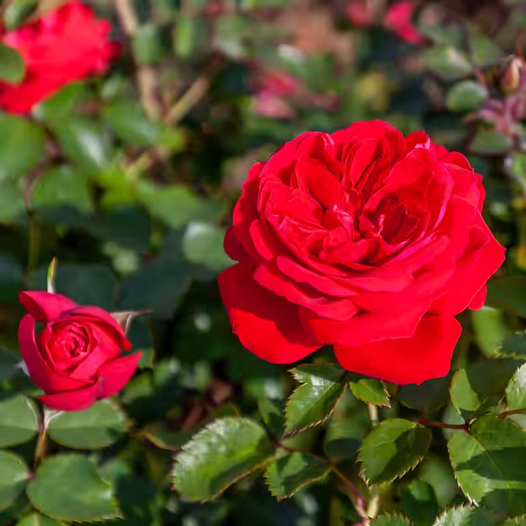 Rosa ZEPETI® 19cm