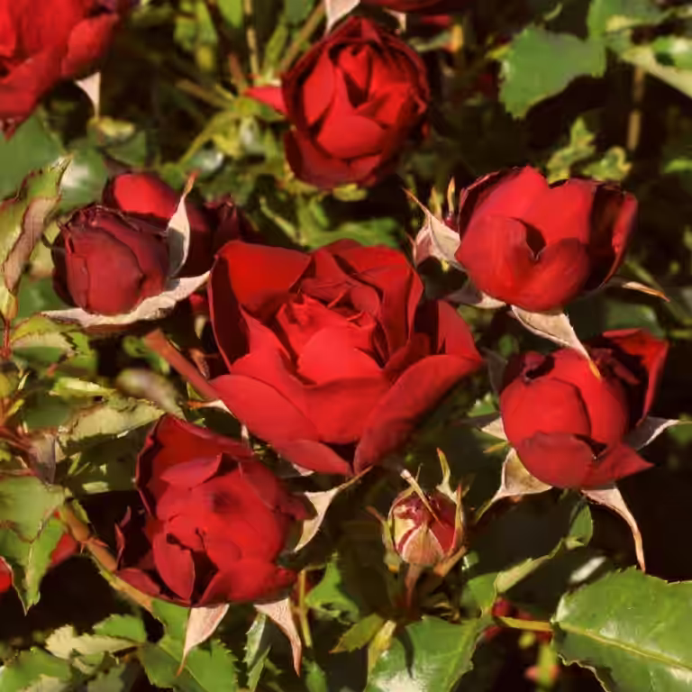 Floribundaros MORAVA™ REKA®