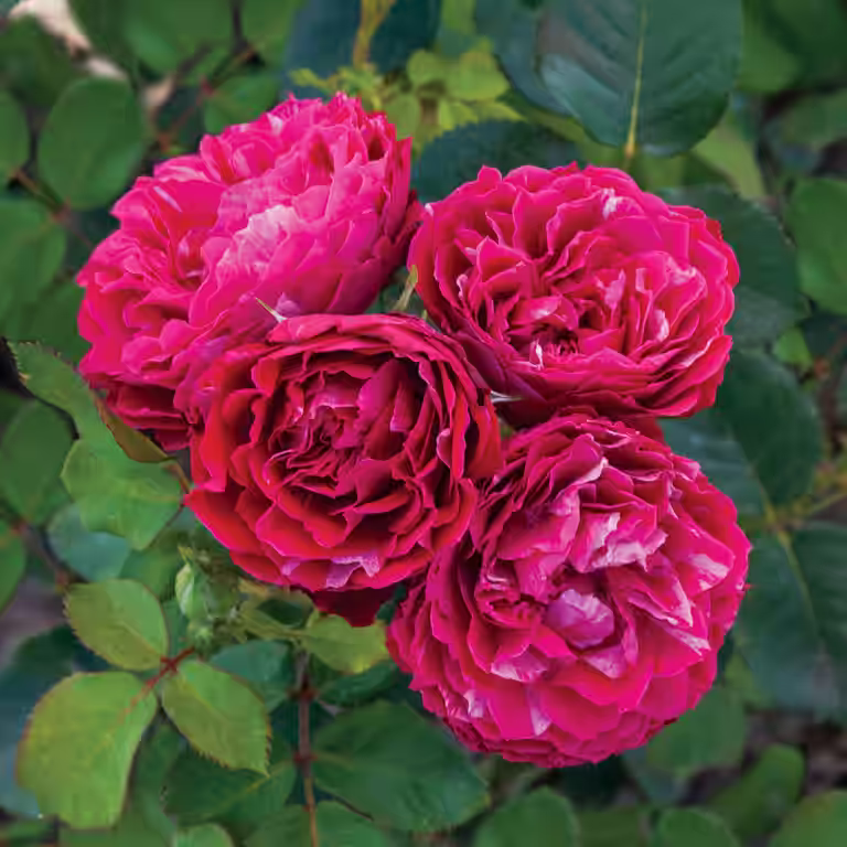 Rosa 'Konstantina Freska' 3L