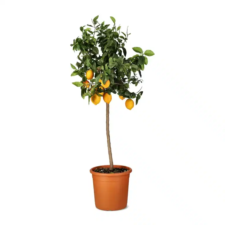 Meyercitron