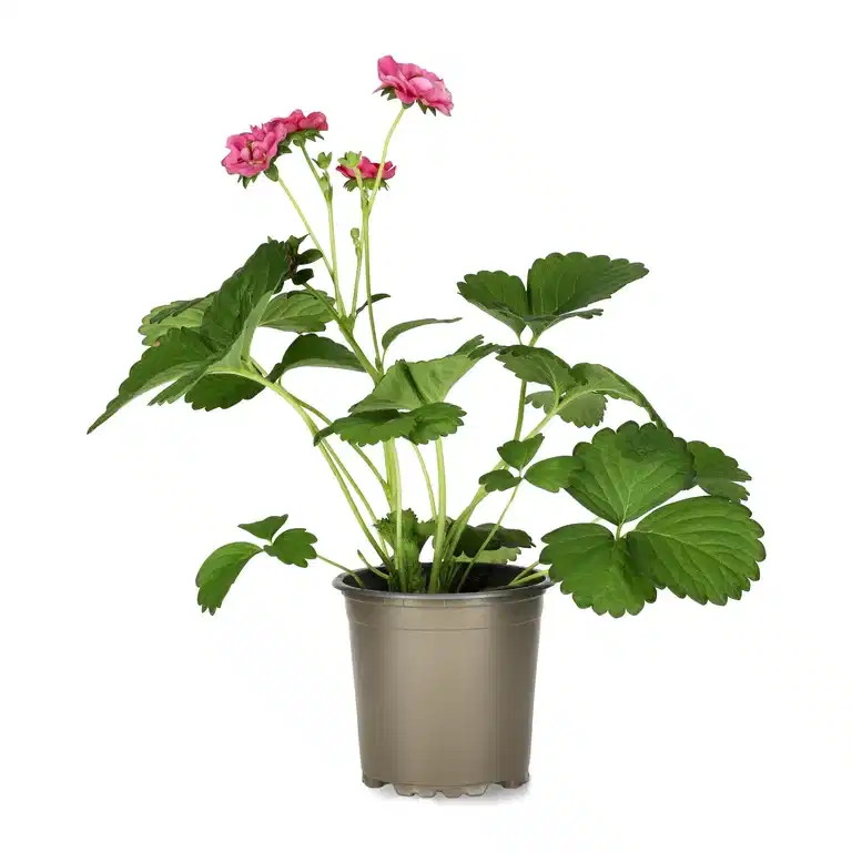 Jordgubbe 'Summer Breeze Rose' KRAV