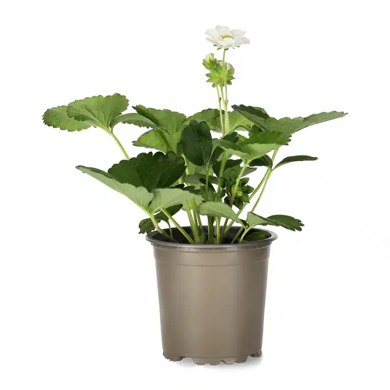 Jordgubbe 'Summer Breeze Snow' KRAV