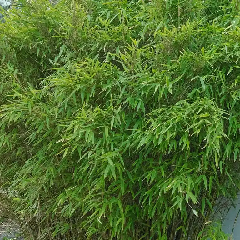 Fargesia murielae 'Jumbo' C 18 XXL