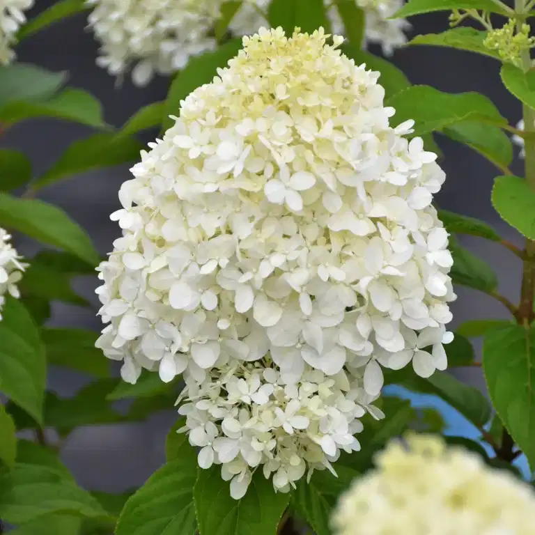 Vipphortensia 'Limelight', XXL