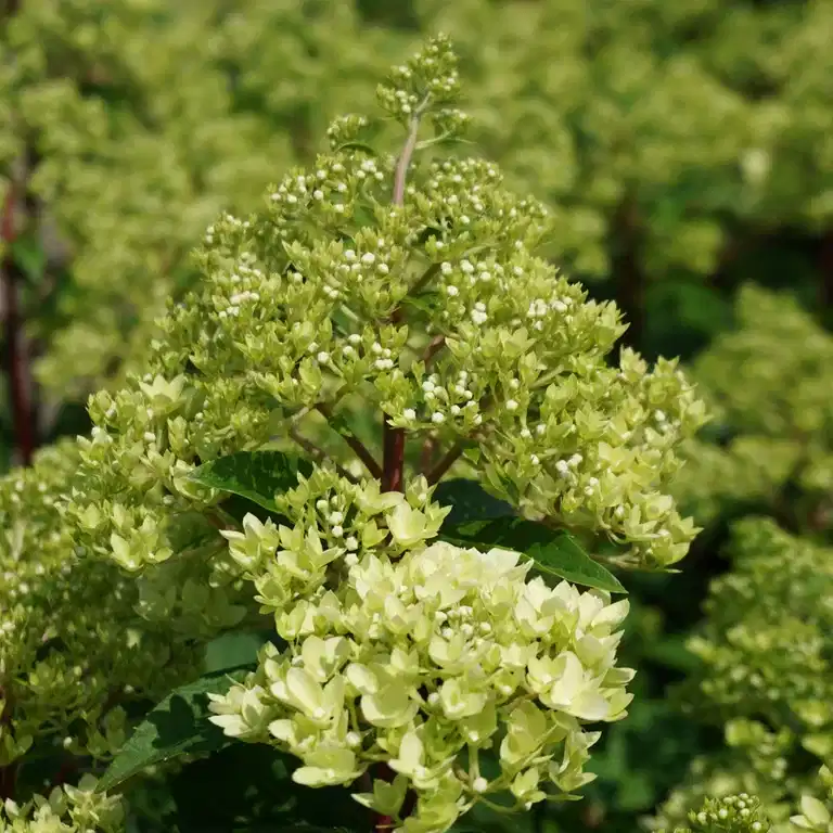 Vipphortensia MAGICAL ANDES®, XXL