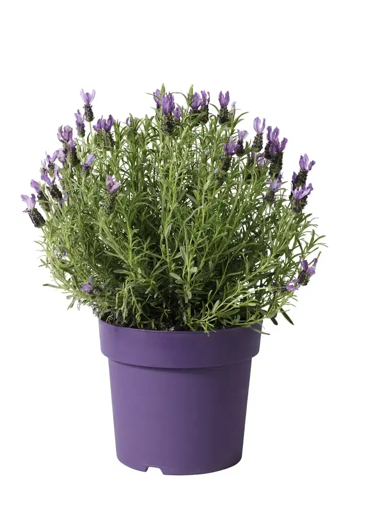 Skärmlavendel