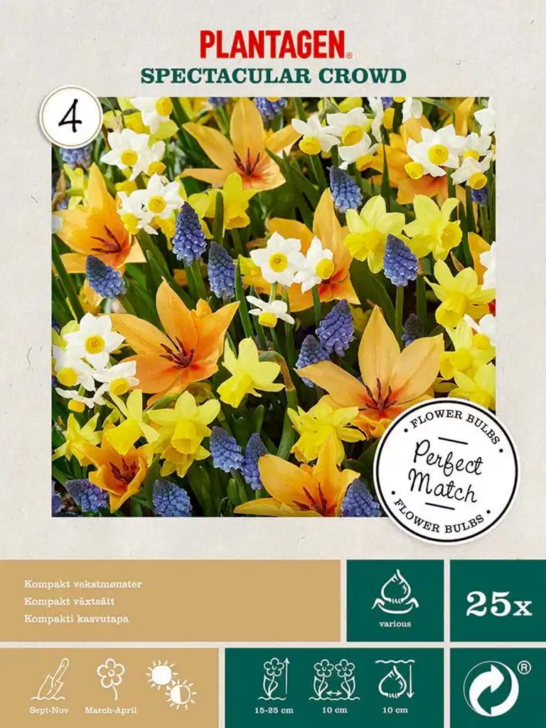 Blomlöksmix Spectacular Crowd