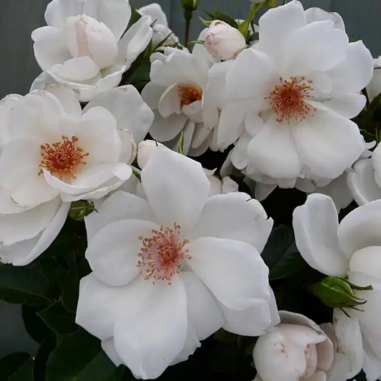 Klätterros STARLIGHT SYMPHONIE®