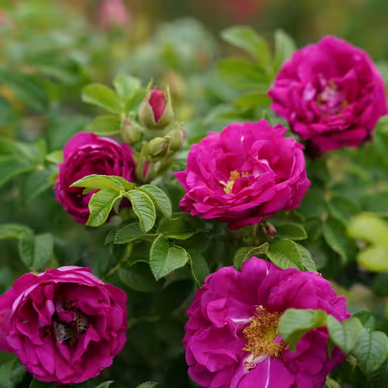 Buskros AROMATIC™ AURORA®