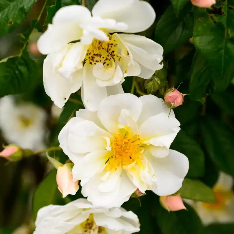 Klätterros 'Lykkefund'