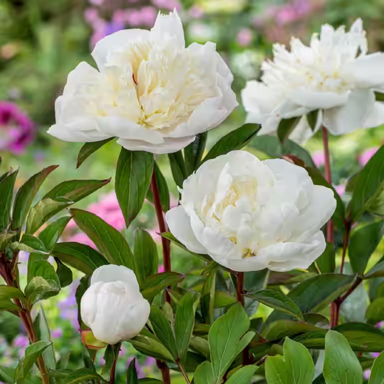 Luktpion 'Shirley Temple'