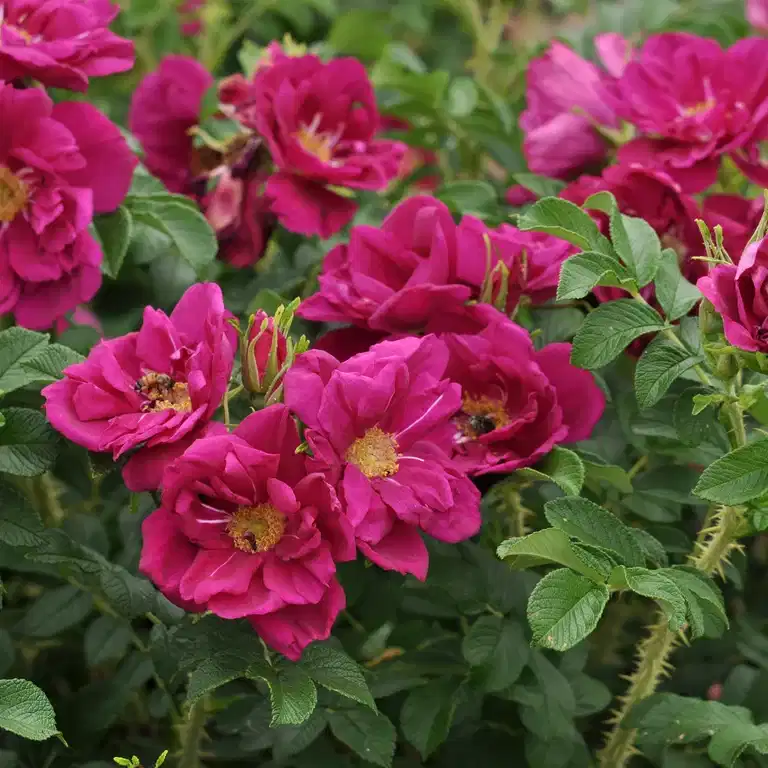 Buskros PURPLE™ AURORA®