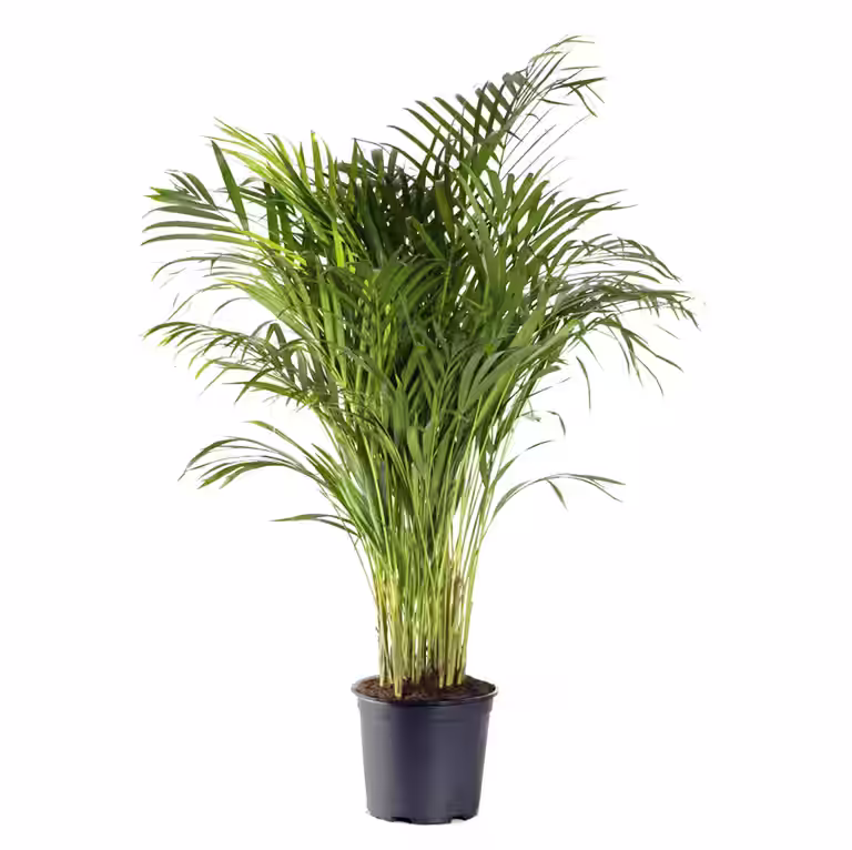 Guldpalm