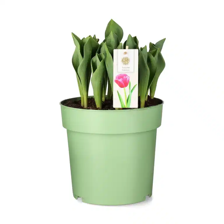 Tulipa 'Carola' 23 cm