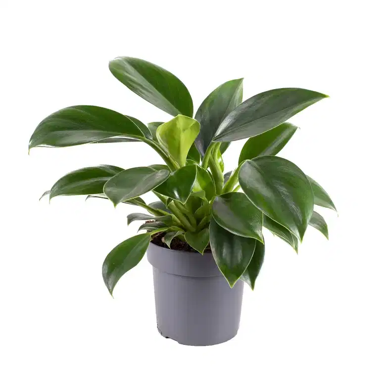 Philodendron 'Green Princess' 11 cm