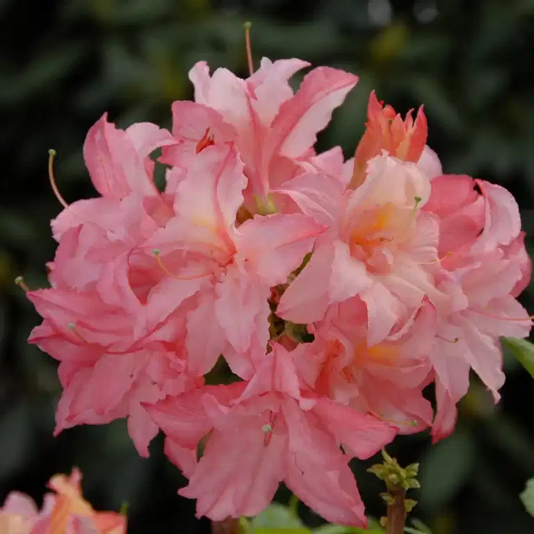 Guldazalea 'Rosenköpfchen'